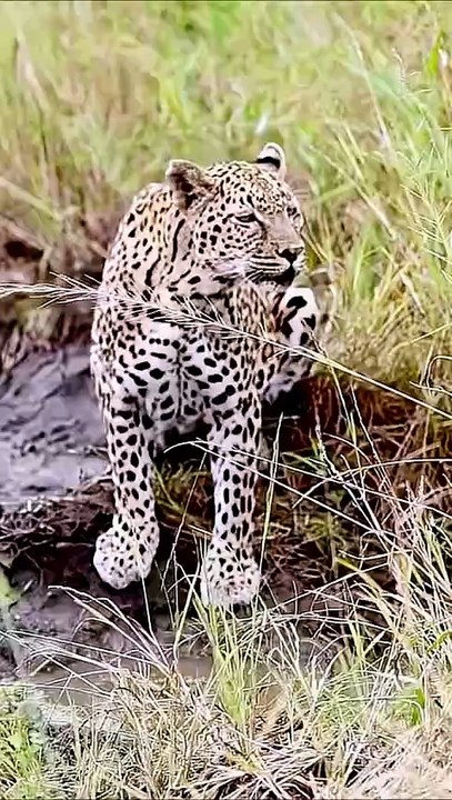 Fortress in the Sky - The Epic Strength of the African Leopard