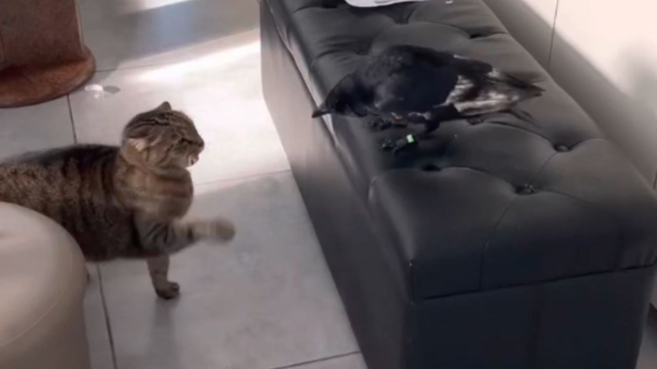 Caw-some Antics: Young Crow Challenges Family Cat's Limits
