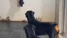 Burglar Tries to Climb Wall But 3 Rottweilers Are Waiting... Instant Regret 😂