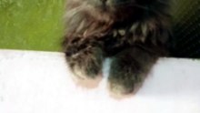 😼cute &funny cat