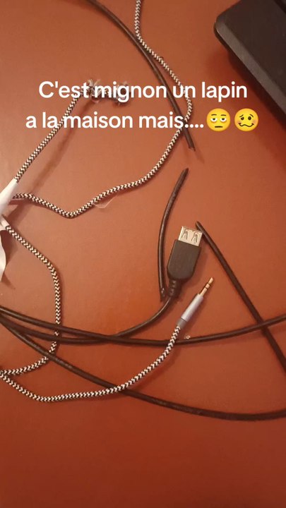 C'est mignon un lapin nain à la maison 🐇