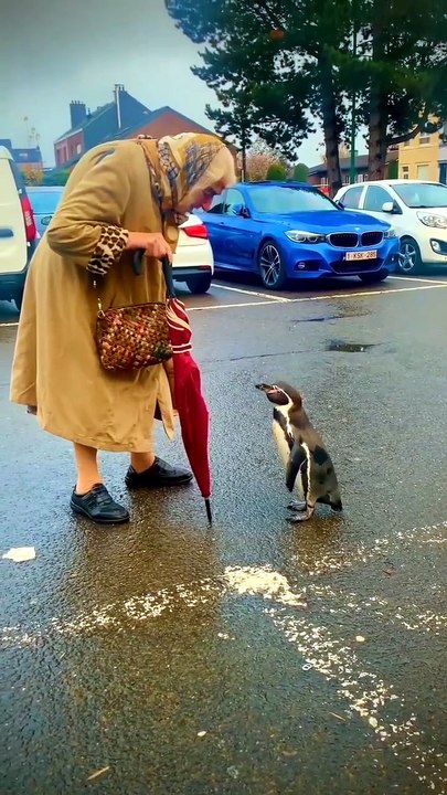 🐧💖 kindness is everything 💖🐧 be kind to animals 🤎🖤🤍