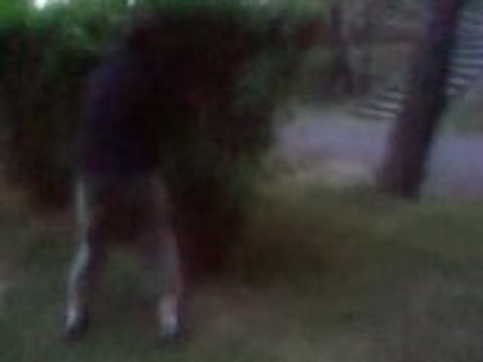 julien saute dans le buisson