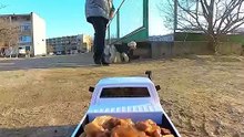 Quand une petite voiture télécommandée livre à manger aux chats errants (et au chien)