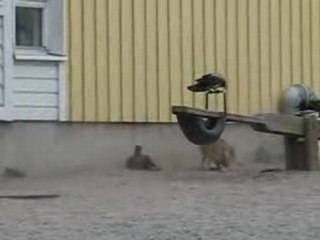 Bunny Rabbit Vs Crows