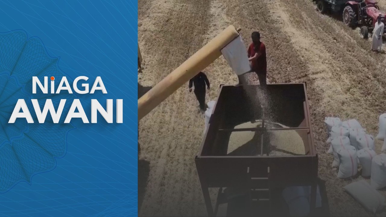 Penuaian gandum di Syria dijangka meningkat lebih dua kali ganda