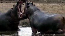 Tense Wildlife Safari Encounter Massive Hippos Engage In Muddy Waterhole Territorial Staredown