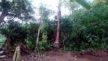 harian sigembul satu
