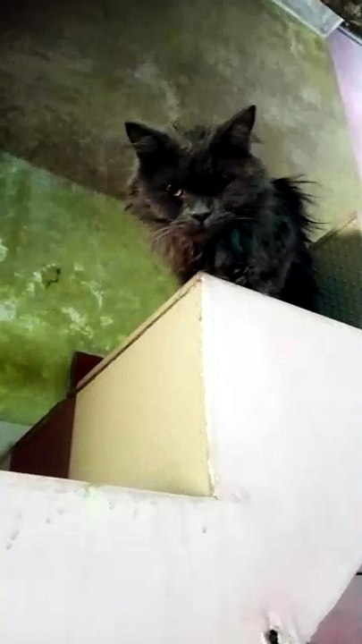my cute cat nimi😼❤️ #cutecat #cat #catlife