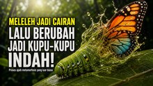 Mengapa Tubuh Ulat Bulu Meleleh Sebelum Berubah Jadi Kupu-Kupu Cantik?