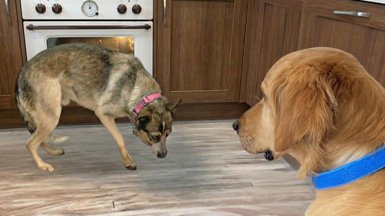 Terrified Rescue had her First Breakthrough… Then Everything Changed