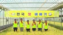 [경기] 전국 최초 햅쌀 수확...이천시 '벼 베기' 행사 개최 / YTN
