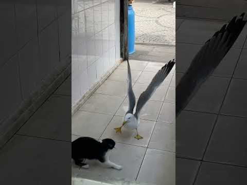 Cat and Seagull Fight Over Fish