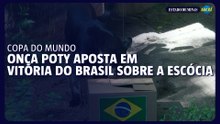 Previsão da Onça Poty coloca a Seleção Brasileira como vencedora