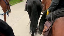 Un cheval tchèque donne un spectacle inattendu avec son balancier naturel