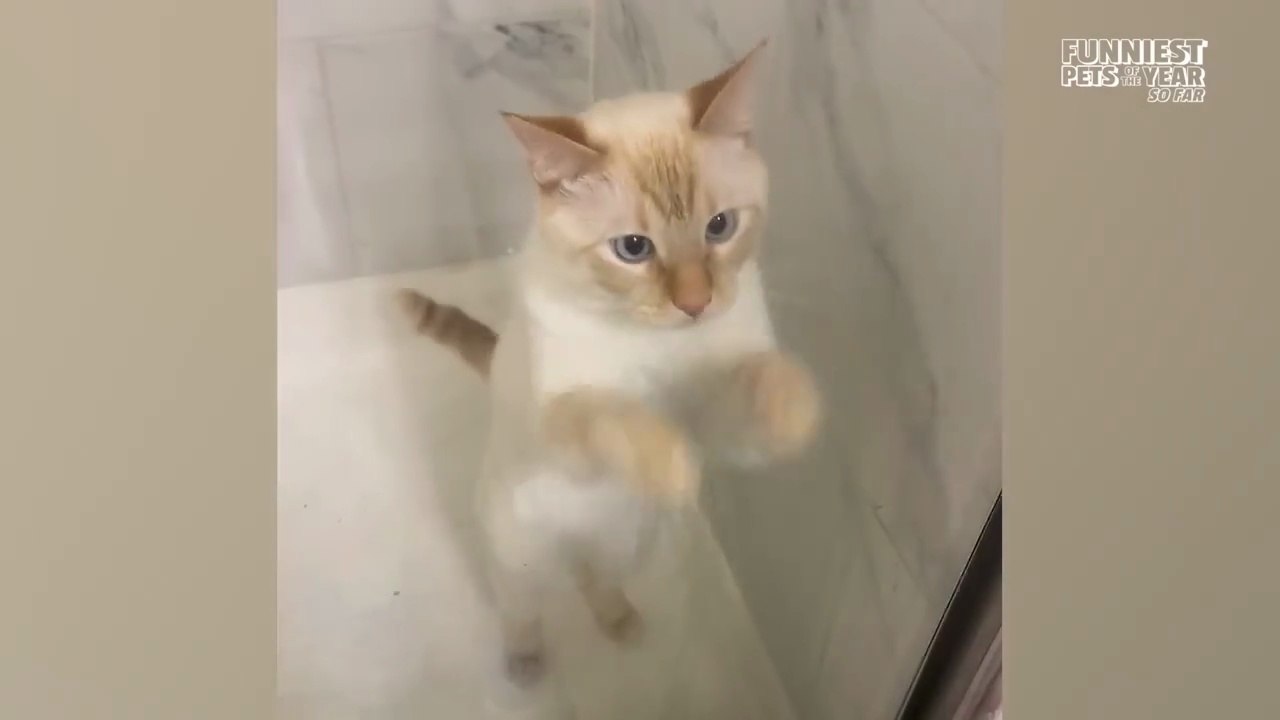 Funniest Dogs & Cats of 2026 So Far 🐶🐱  Hilarious Pet Compilation