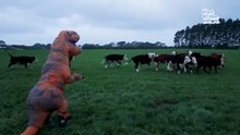 The FUNNIEST Pets of 2026 So Far 😂  Ultimate Funny Animal Compilation