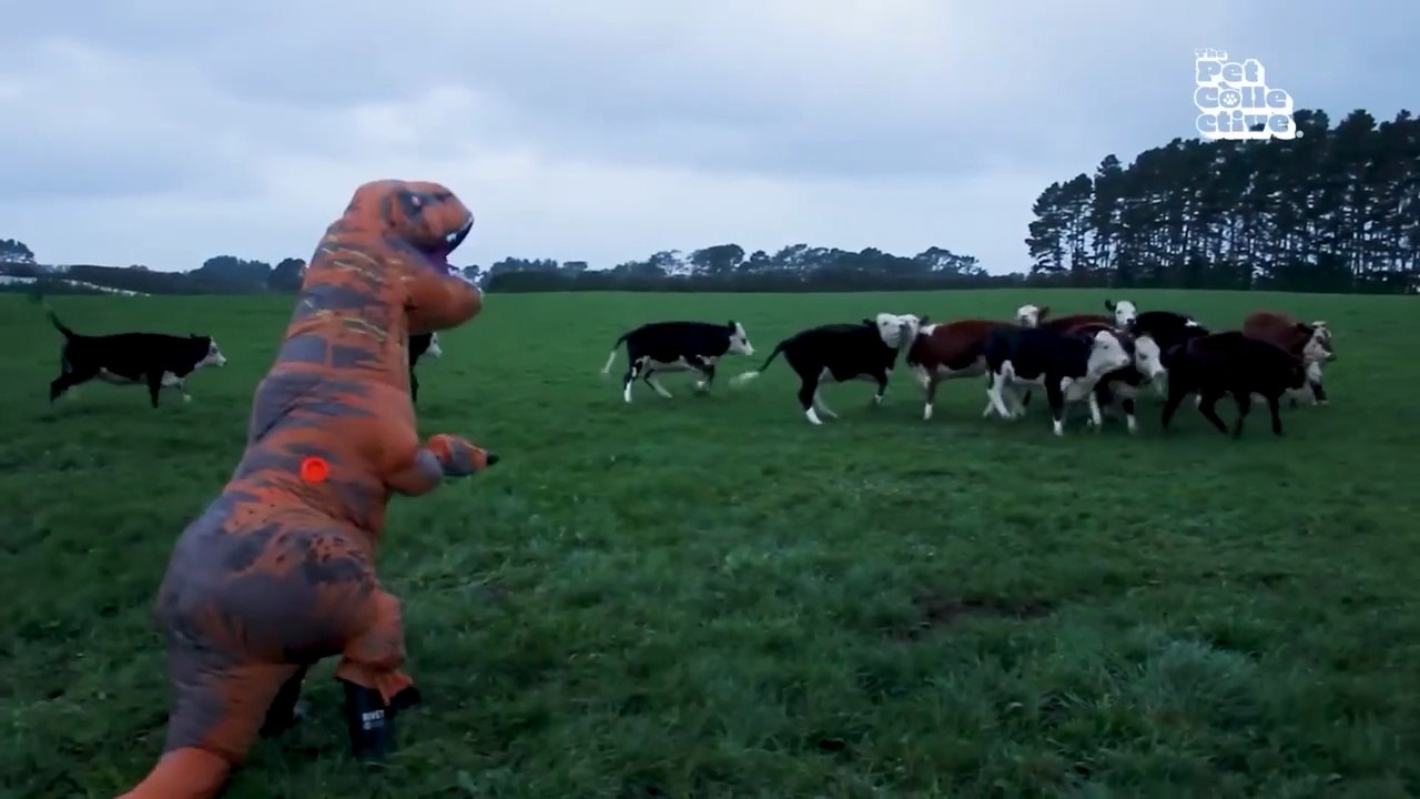 The FUNNIEST Pets of 2026 So Far 😂  Ultimate Funny Animal Compilation