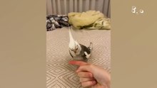 Top 100 Funniest Pet Moments of 2026 😂 Viral Animal Fails & Wins
