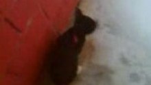 Centrepede hunter cat