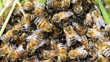 Millionen Bienen versetzen Touristen in Montana in Angst und Schrecken