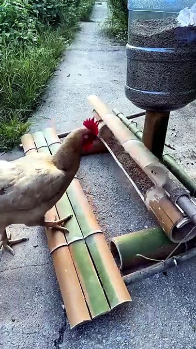 ٤ حيل ذكية وجديدة لإطعام الدجاج أثناء السفر 🐔 علافات مبتكرة #المحسن #اكسبلور #العلم #د #ترند #ناجي