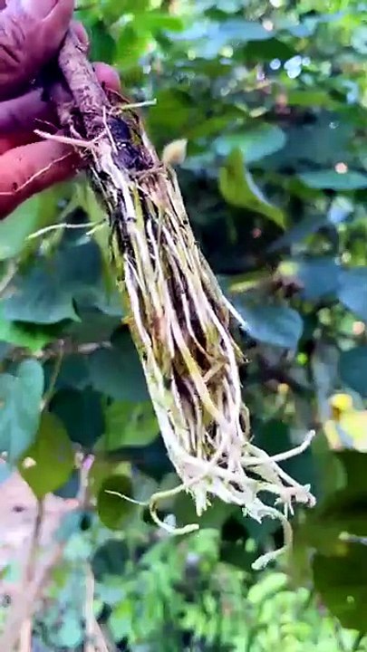 easy way to propagate plants using water  #gardening #plants #shorts