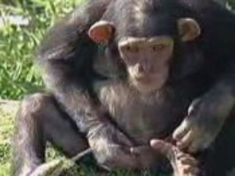 Thirsty_Monkey
