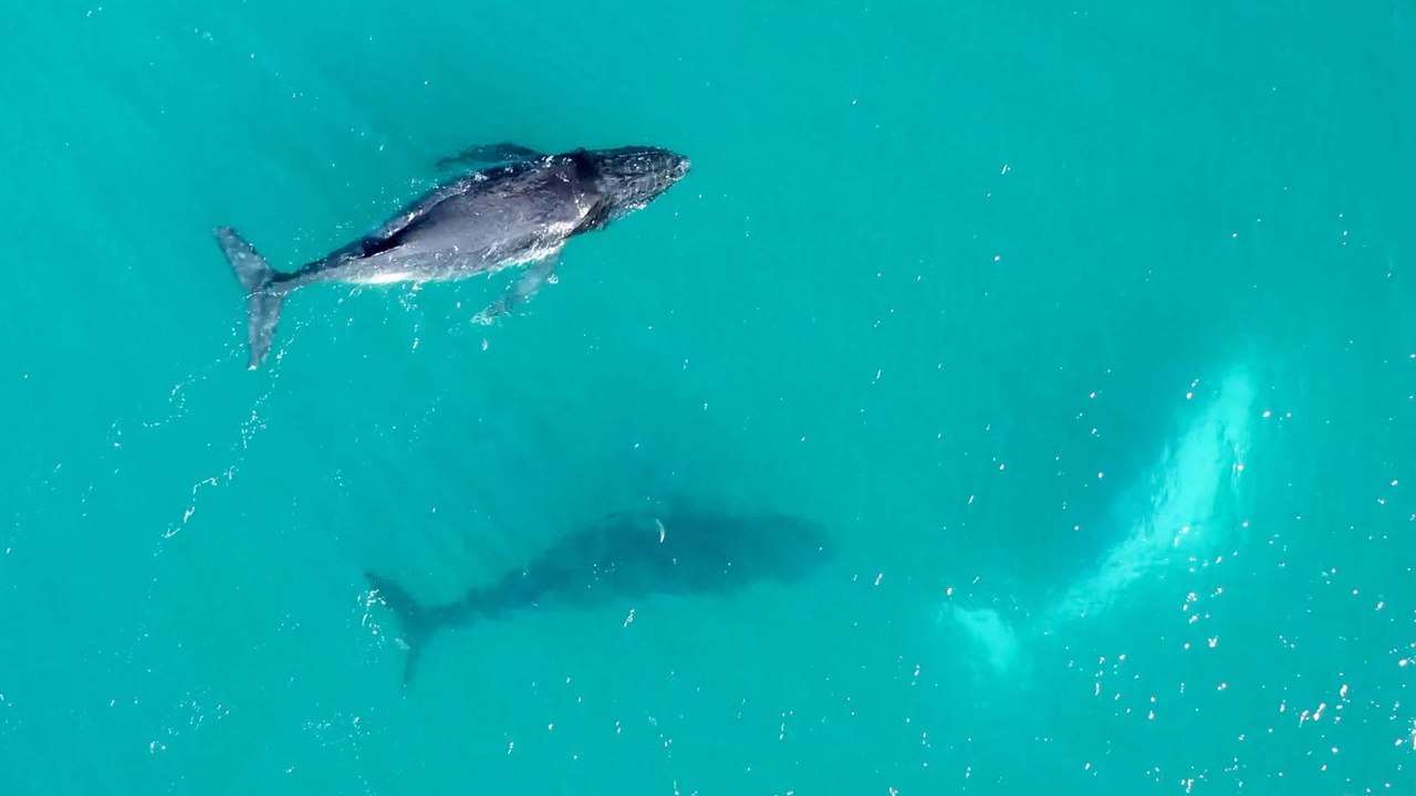 Why Do Whales Worldwide Wear Seaweed Hats?