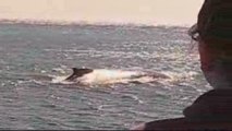 Whitsundays islands humpback whales