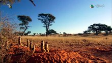 沙漠 探索非洲 Kalahari