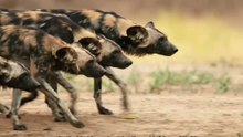 A Caçada dos Cães-Selvagens Africanos Completo e Dublado 2026