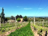 Les AOP dans la Loire : les vins des c&ocirc;tes du Forez et de la c&ocirc;te roannaise
