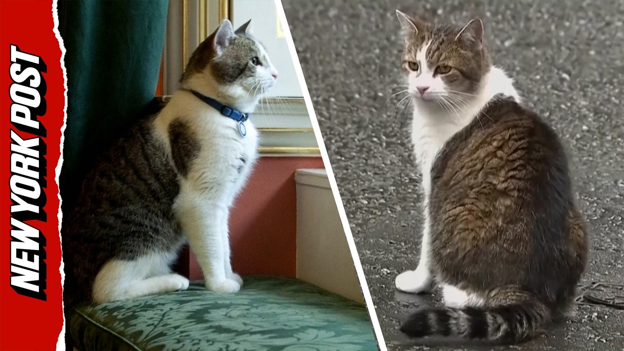 Larry the Cat has served under 6 British Prime Ministers: 'Testing antique furniture for napping quality'