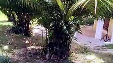 Nikka gardening sosua
