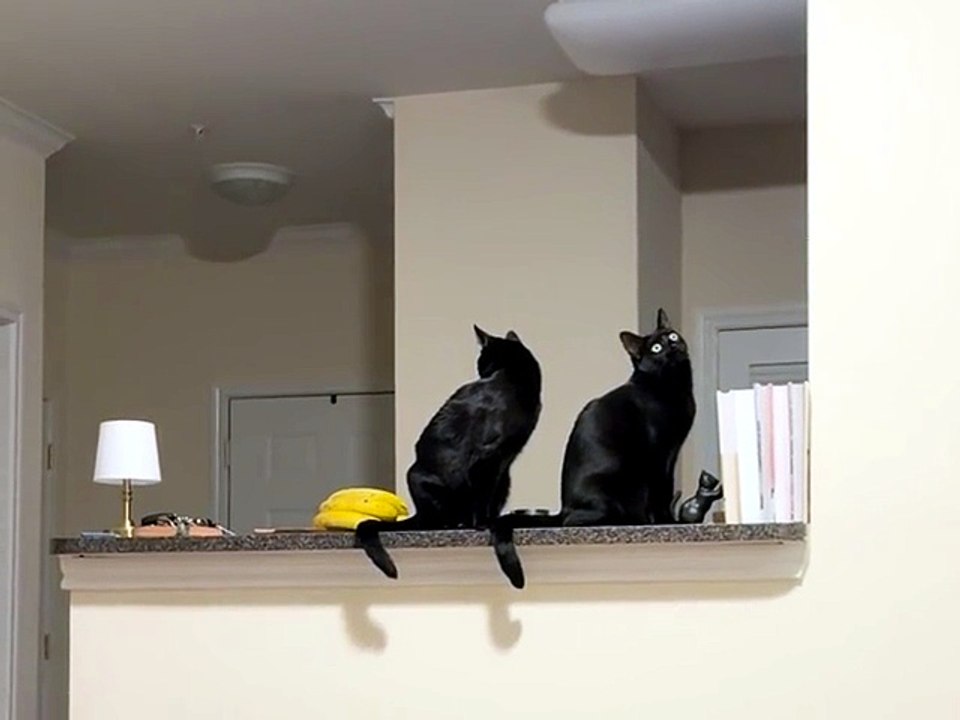 Siyah kediler çok asil 🥰🐱 Daha fazlası için takip edin 🥰