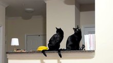 Siyah kediler çok asil 🥰🐱 Daha fazlası için takip edin 🥰