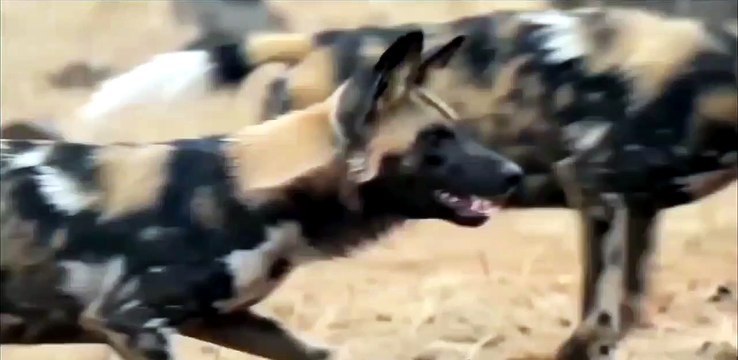 A Luta pela Vida: Cães Selvagens vs Javali na Savana