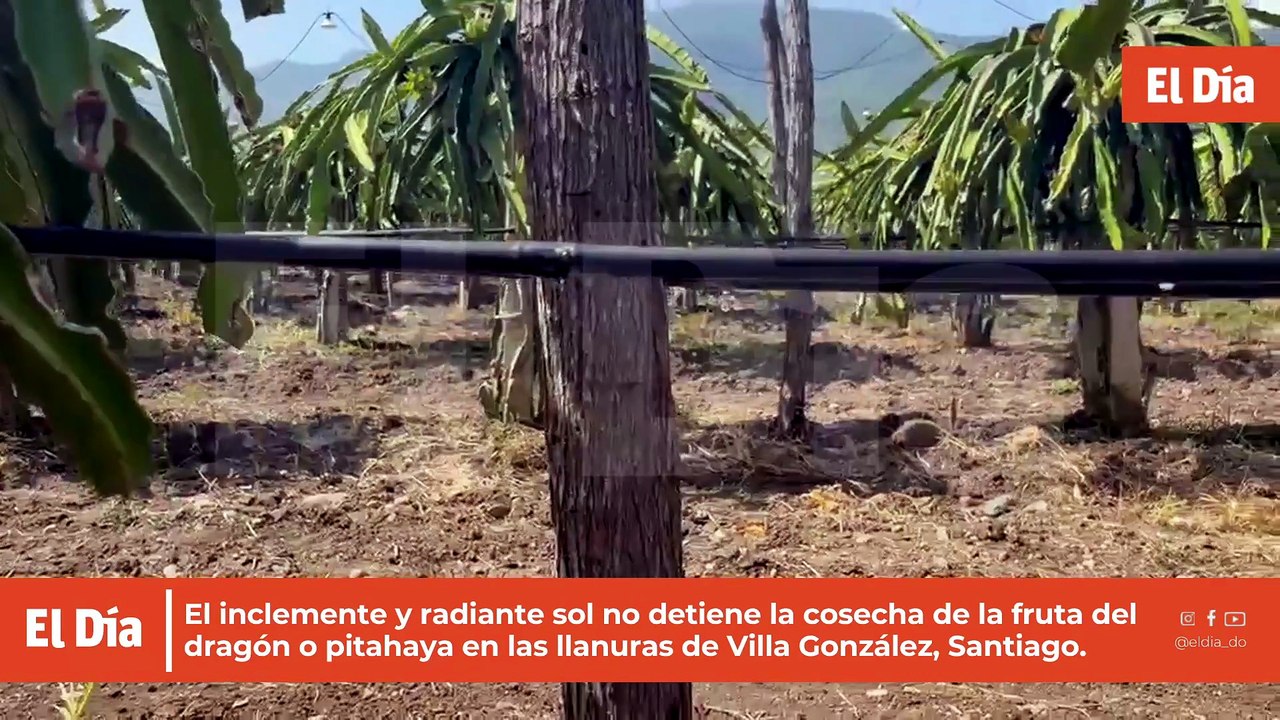 Pitahaya dominicana gana terreno en Europa y espera acceso a mercado de EE.UU