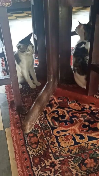 2 frères jouent