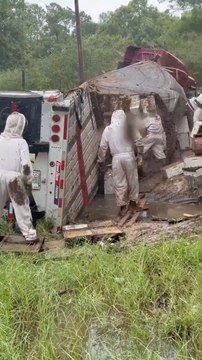 Overturned Truck Unleashes Millions of Bees on Neighborhood