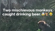 Funny mokey😂🐒