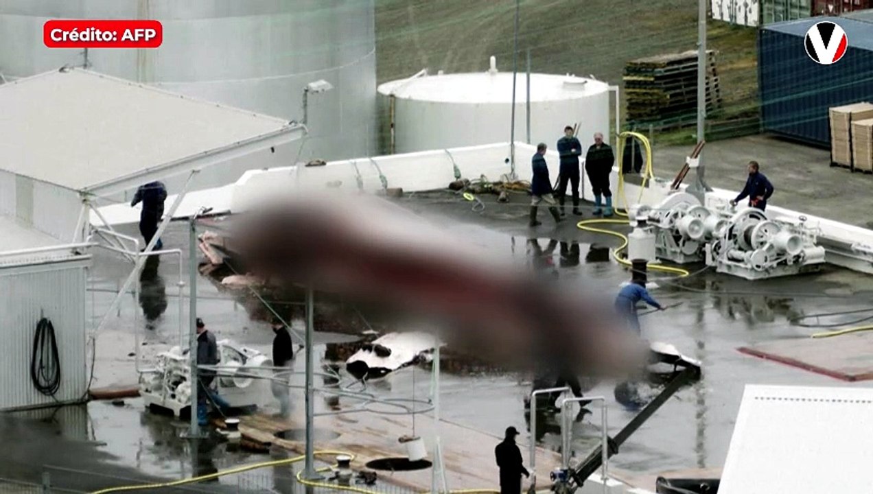 Islandia reanuda la caza de ballenas tras dos años de suspensión