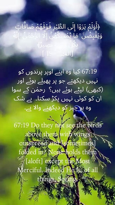 Look at the birds soaring above—spread and folding their wings. None holds them up except the Most Merciful. A beautiful reminder of Allah’s power, mercy, and perfect care over all creation. 🕊️✨  #QuranVerse #IslamicReminder #AllahsCreation #FaithInAllah