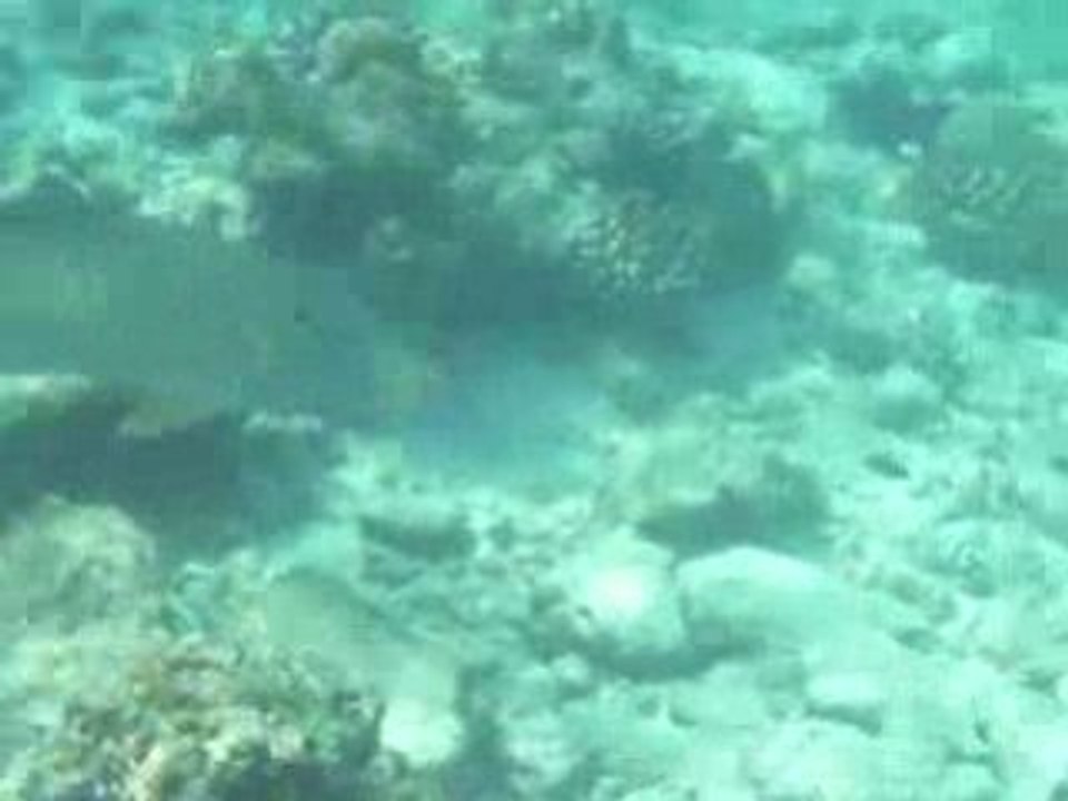 Rencontre sous-marine maldivienne