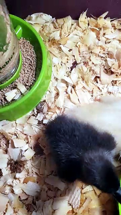 MTM's duckling down was exquisitely fine. | #SparklegleamFarm #DickVanDuck #MTM #DVD #MaryTylerMolt #homestead #ducks #farmanimals #soft #cute