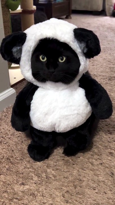 Funny Cat Moment 04