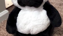 Funny Cat Moment 04