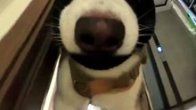 #funny_pets_animals_funny