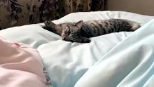 #funny_pets_animals_funny
